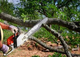 How Our Tree Care Process Works  in Converse, IN